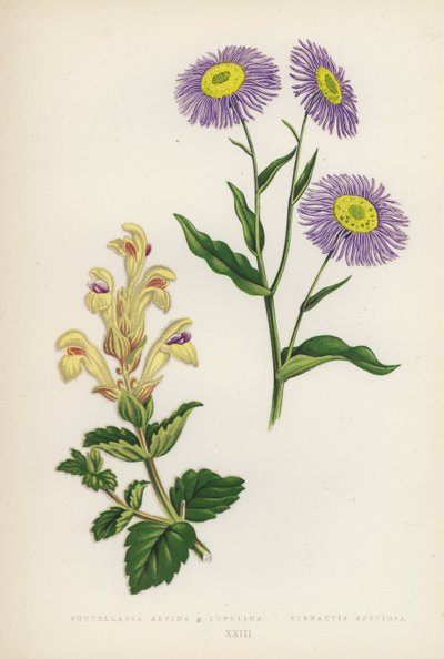 Scutellaria Alpina B Lupulina; Stenactis Speciosa (litografia a cores) de English School