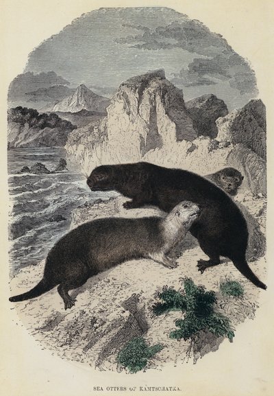 Sea Otters of Kamtschatka (gravura colorida) de English School
