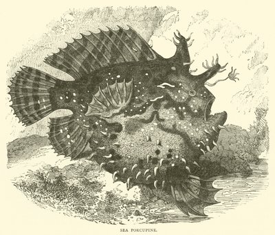 Porcupino Marinho (gravura) de English School