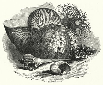 Sea Shells (gravura) de English School