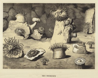 Anêmonas do mar de English School