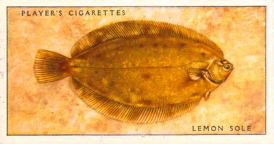 Peixes marinhos: Linguado-limão (litografia a cores) de English School