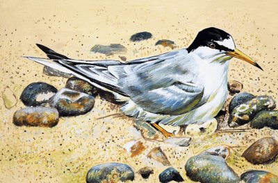 Seabird (apanhador de ostras) de English School