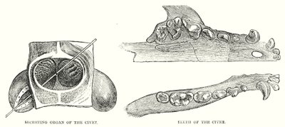 Órgão Secreto do Cívet, Dentes do Cívet (gravura) de English School
