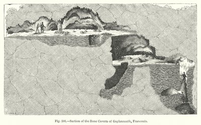 Secção da caverna óssea de Gaylenreuth, Franconia (gravura) de English School