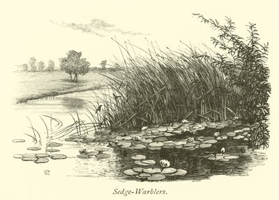 Sedge Warblers de English School