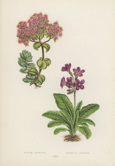 Sedum Ewersii; Primula Amoena (litografia a cores) de English School