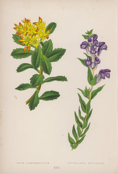 Sedum Kamtschaticum; Scutellaria Macrantha (litografia a cores) de English School