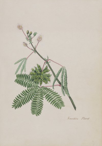 Planta Sensível, ilustração de um Álbum de Poemas, Desenhos de Grafite & Aguarelas, c.1828 (wc no papel) de English School