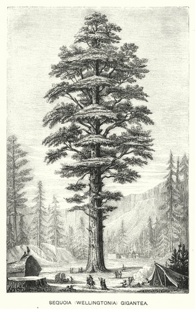 Sequoia (Wellingtonia) Gigantea (gravura) de English School