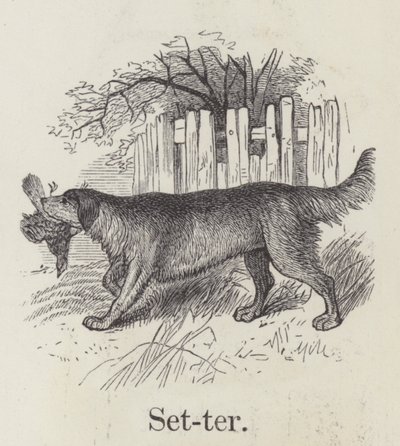 Setter (gravura) de English School