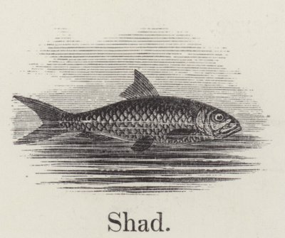 Shad (gravura) de English School