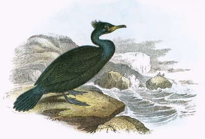 Shag de English School