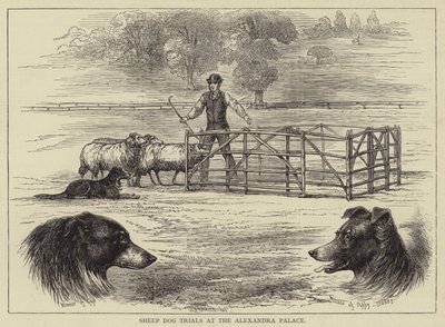 Ensaios de cães de ovelha no Palácio de Alexandra (gravura) de English School