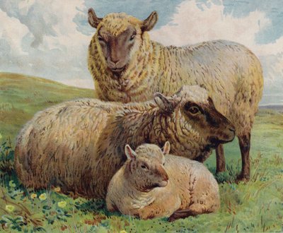 Ovelha e cordeiro (cor litho) de English School