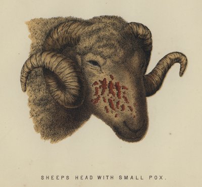 Cabeça de ovelha com varíola pequena (cor litho) de English School