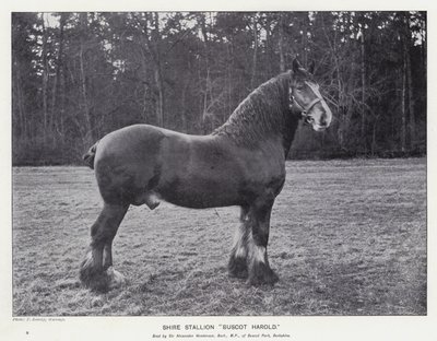Shire Stallion "Buscot Harold" (litho) de English School