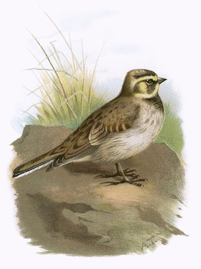 Lark Shore de English School