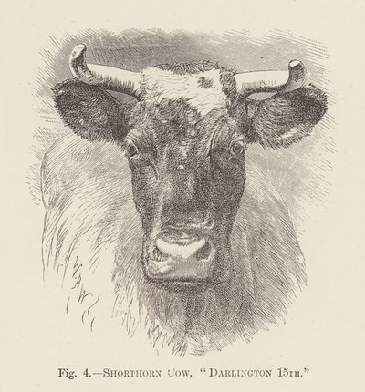 Vaca Shorthorn, "Darlington 15th" (gravura) de English School