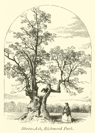 Shrew-Ash, Richmond Park de English School