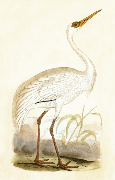 Guindaste Siberiano, ilustração de "Uma História das Aves da Europa Não Observadas nas Ilhas Britânicas", de Charles Robert Bree (1811-1886), publicado em 1867 de English School
