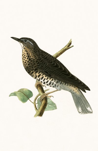 Tordo Siberiano, ilustração de "Uma História das Aves da Europa Não Observadas nas Ilhas Britânicas", de Charles Robert Bree (1811-1886), publicado em 1867 de English School