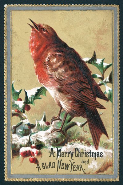 Pisco de peito vermelho do canto, cartão de Natal de English School