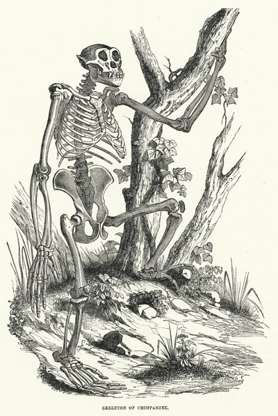 Esqueleto de Chimpanzé (gravura) de English School
