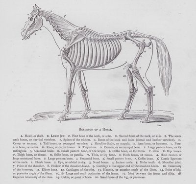 Esqueleto de um Cavalo (gravura) de English School