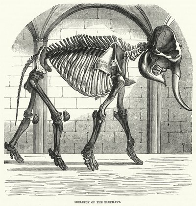 Esqueleto do Elefante (gravura) de English School