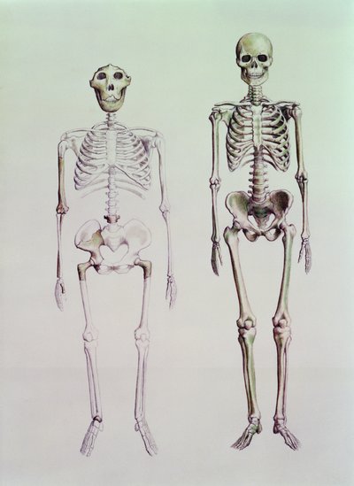 Esqueletos do Australopithecus Boisei e Homo Sapiens de English School