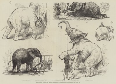 Esboços do Jumbo, o Elefante Africano, no Jardim Zoológico (litho) de English School