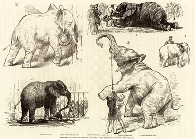 Esboços de jumbo, o elefante africano, no zoológico de English School