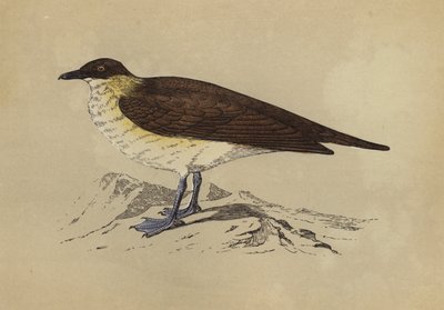 Skua (litografia a cores) de English School