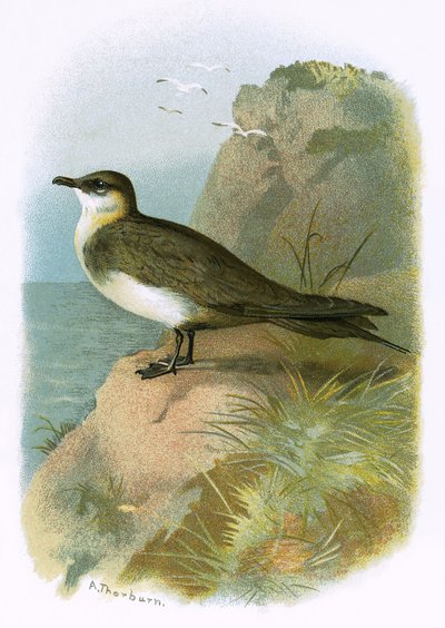 Skua de English School