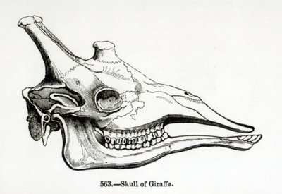 Crânio de uma girafa de English School