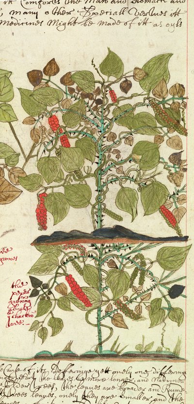 Sloane 4013 f.7 Det. Pepper Plant de "Descrições de Plantas Indianas de English School