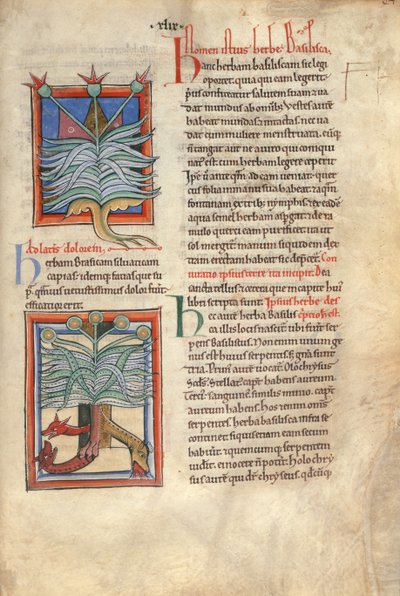 Sloane Ms 1975 fol.48 The Herb Basilica de English School