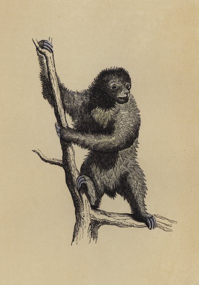Preguiça (cor litho) de English School