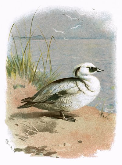 Smew de English School