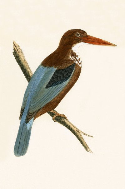 Smyrna Kingfisher, ilustração de &39;Uma história das aves da Europa não observada nas ilhas britânicas&39; por Charles Robert Bree (1811-1886), publicado em 1867 de English School
