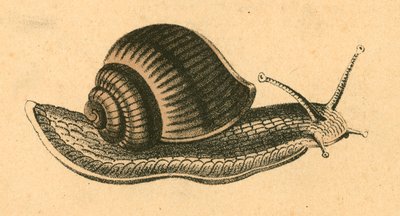 Caracol de English School