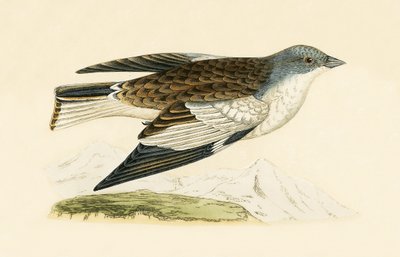 Snow Finch, ilustração de "Uma História das Aves da Europa Não Observadas nas Ilhas Britânicas", de Charles Robert Bree (1811-1886), publicada em 1867. de English School
