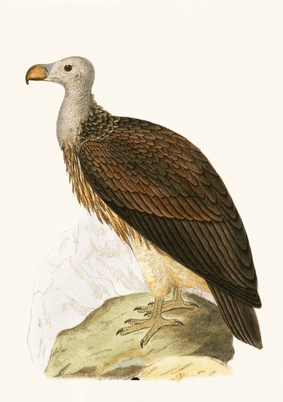 Abutre sociável, ilustração de "Uma História das Aves da Europa Não Observadas nas Ilhas Britânicas", de Charles Robert Bree (1811-1886), publicada em 1867 de English School