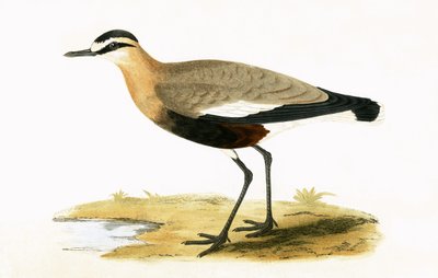 Tarambola social, ilustração de "Uma História das Aves da Europa Não Observadas nas Ilhas Britânicas", de Charles Robert Bree (1811-1886), publicada em 1867 de English School