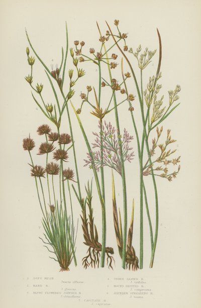 Rush Suave, Hard Rush, Blunt Flowered Jointed Rush, Three Leaved Rush, Round Fruited Rush (cor litho) de English School