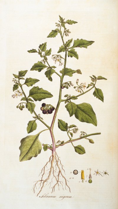 Solanum nigrum [ilustração de flora] Londrinaensis [flores de Londres] por William Curtis, publicado 1777-98 (gravura a cores) de English School