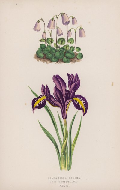 Soldanella Minima; Iris Reticulata (cor litho) de English School