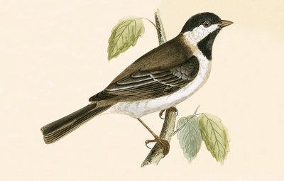 Sombre Tit, ilustração de &39;Uma história das aves da Europa não observada nas ilhas britânicas&39; por Charles Robert Bree (1811-1886), publicado em 1867 de English School