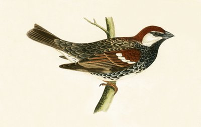 Pardal espanhol, ilustração de &39;Uma história das aves da Europa não observada nas ilhas britânicas&39; por Charles Robert Bree (1811-1886), publicado em 1867 de English School